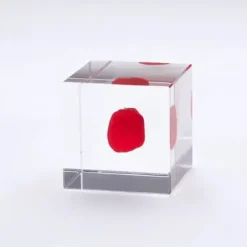 MIYA Company Sola Cube Huayruro Seed Clearance